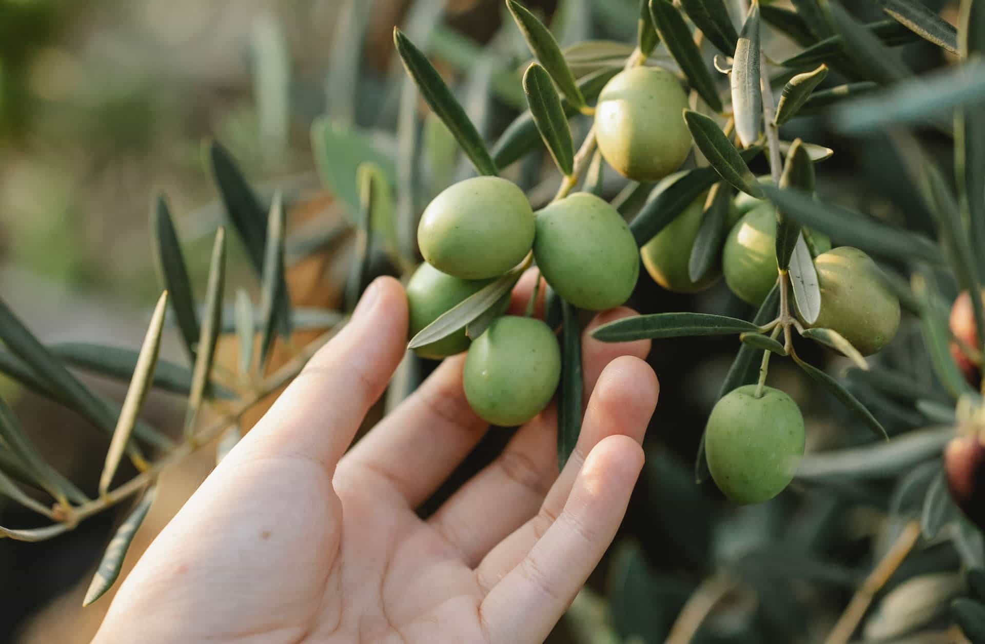 Zeytinde Var Yılı… Rekolte Beklentisi Yüzde 40 Arttı